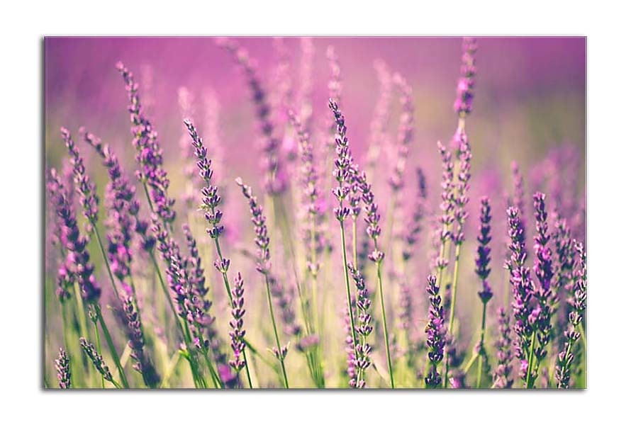 Fototapeta Provence Lavender 24769